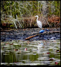 Blue Heron Park